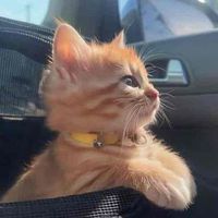 Princess profile picture