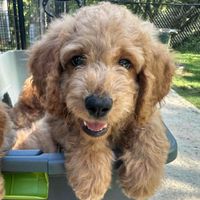 Pickle The Goldendoodle profile picture