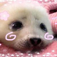 sofie 🧁🎀🪽 ⊹ . ݁ profile picture