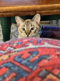 Amelia Gallo profile picture