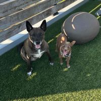 Miso and Pepper profile picture