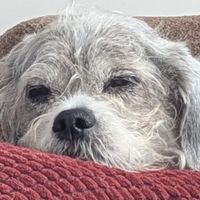 Canadian Gal profile picture