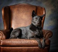 Lauren The Lady And Blueberry The Dog profile picture