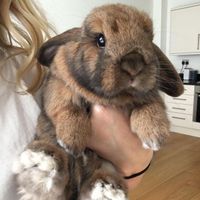 Mossy Paws profile picture