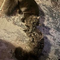 Kaleah Tinkler profile picture