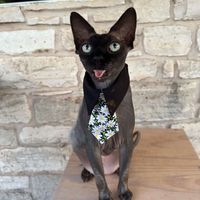 Nova Nightingale profile picture