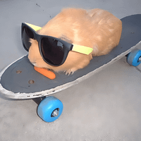 Ian GuineaPig-Essentials profile picture