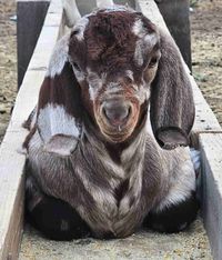 Megan Miller profile picture