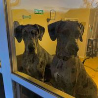 TailWagginTitans profile picture