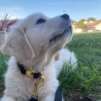 Honey The Golden profile picture