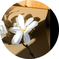 Michi H. profile picture