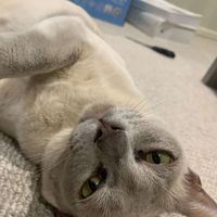Kassia Turkie profile picture