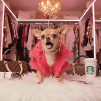 Chiqeefa profile picture