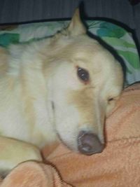 Mylen Carascal profile picture