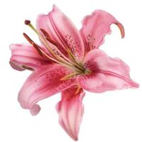 Haley profile picture