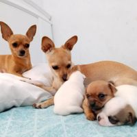 Pekys Chihuahuas profile picture