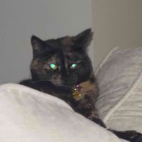 Noran Amran profile picture