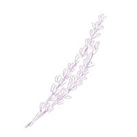 Lavandula profile picture