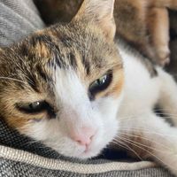 Aki profile picture