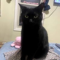 Anastasia Chernyakhovsky profile picture