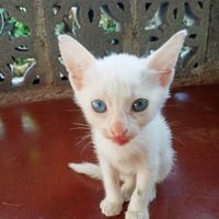 Perez, Ysabel profile picture