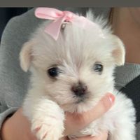 Daisy profile picture