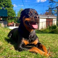 Emily Evasic profile picture