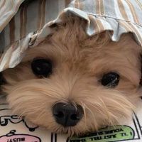 Jinelly profile picture