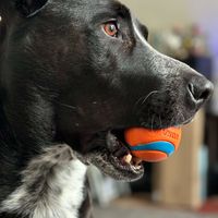 Darcy Albino profile picture