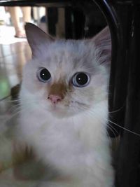 Aly Chesca profile picture