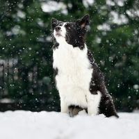 Dogs and Cats and More profile picture