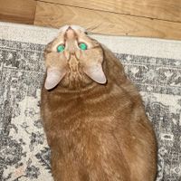 luluna profile picture