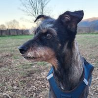PriusRV profile picture