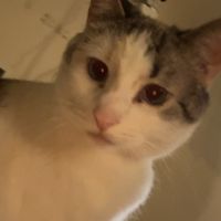 Sayge Damico Becker profile picture