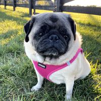 Pug Mom Eliza profile picture