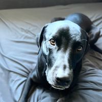 Zoroeaux_notaservicedog profile picture