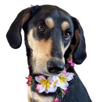 Sassafras P. Coonoodle profile picture