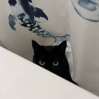 Coco profile picture