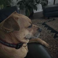 Shagofa Woelzlein profile picture