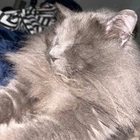 Silas Fox profile picture