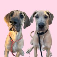 Rosie & Meika profile picture