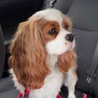 Maple Butter Cavalier profile picture