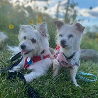 Ant The Dog Mom profile picture
