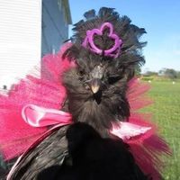 Jacqueline Johnson profile picture