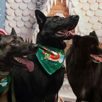 Trisha Phillips profile picture